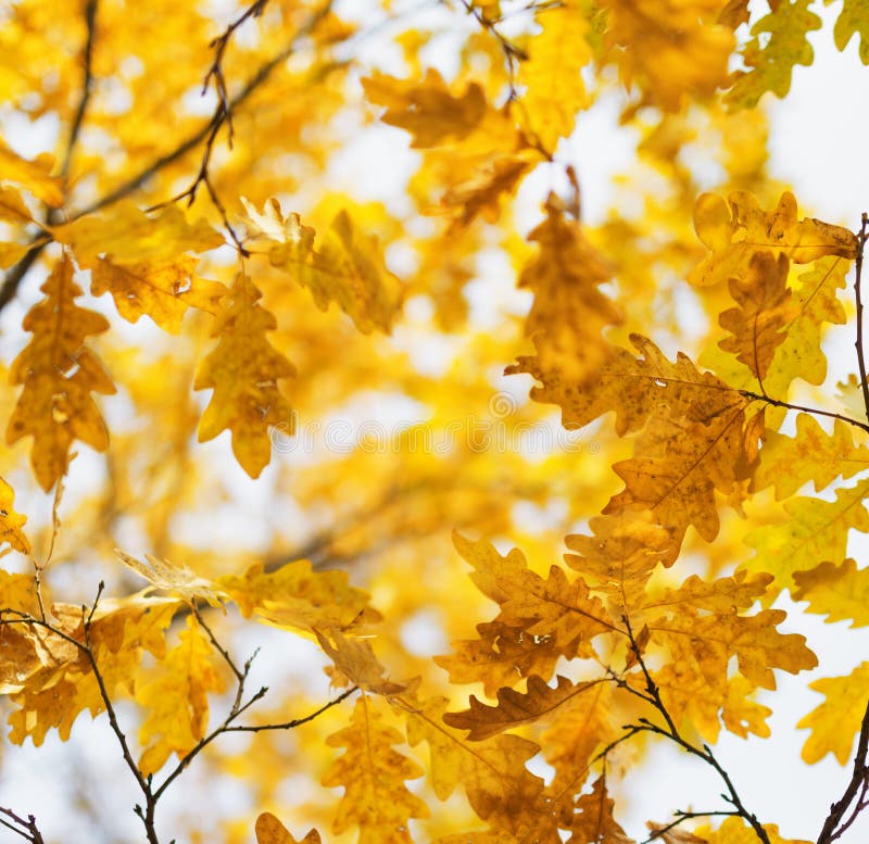 Yellow oak leaves in fall season