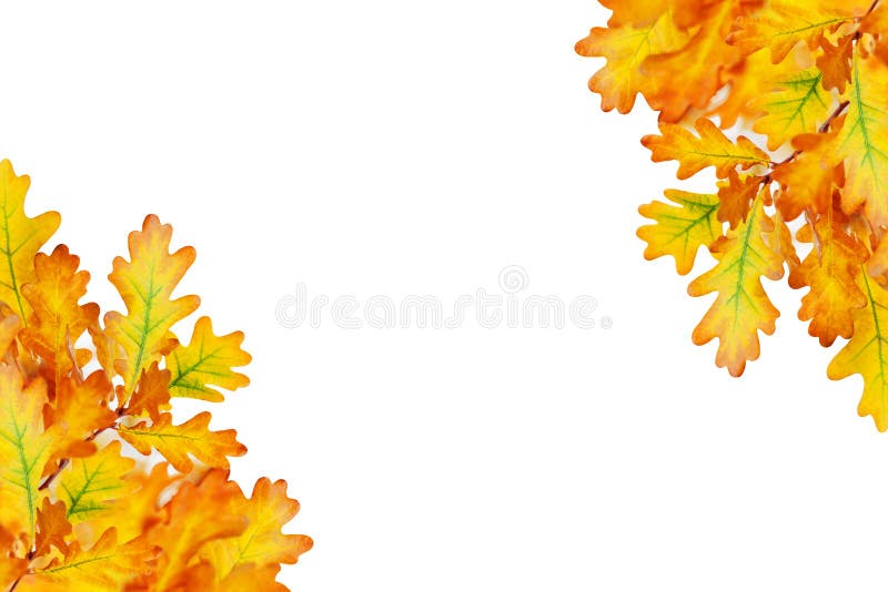 Yellow oak leaves on white background isolated close up, autumn golden foliage decorative border, fall oak tree branch frame