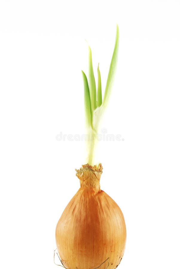 Yellow Onion with Green Shoots on White Stock Image Image of white
