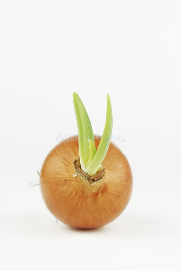 Yellow Onion with Green Shoots Stock Image Image of fresh, kitchen