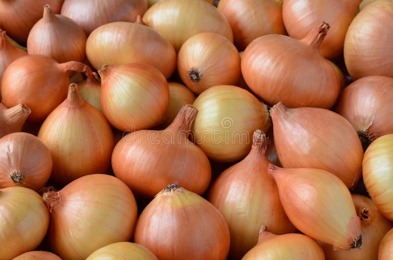 Yellow onions stock photo. Image of market, gold, organic 21951022