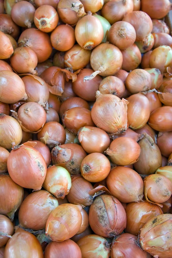 Yellow Onions stock photo. Image of savory, onion, flavoring 46031480