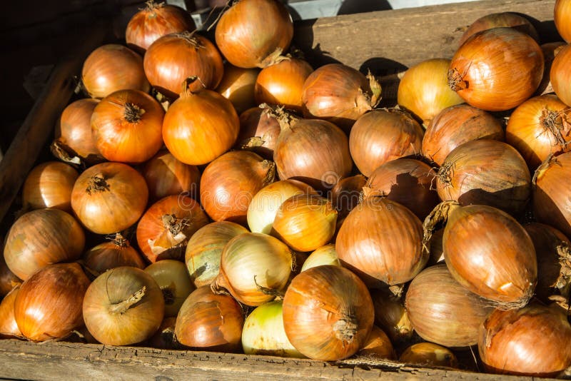 A box of onions stock photo. Image of fresh, diet, natural 110411482