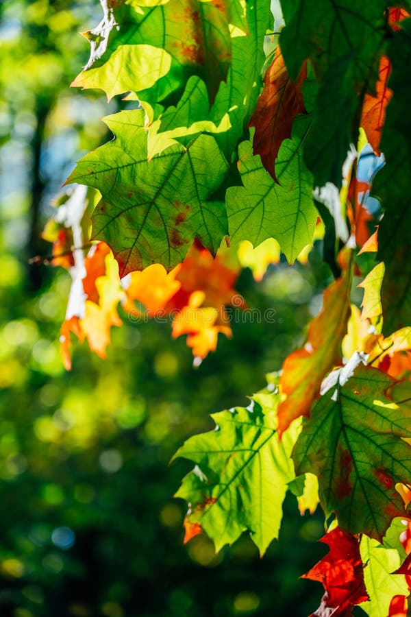 Orange And Red Autumn Leaves On Ground With Green Grass In Fall Season