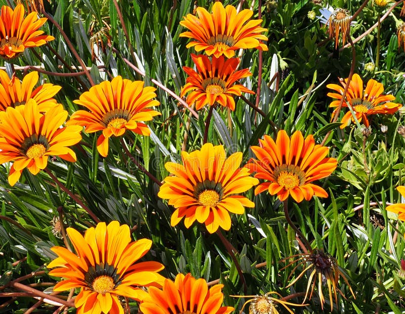 Yellow And Orange Composite Flower In Tavira Portugal Stock Photo