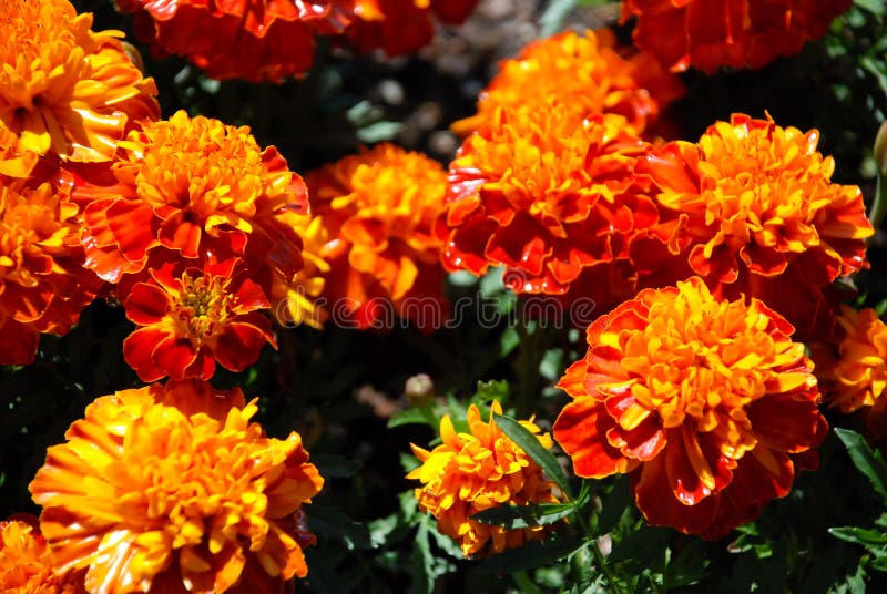 Yellow orange flowers