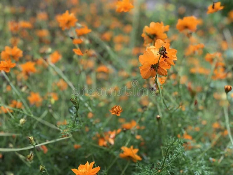 Yellow orange flowers stock image. Image of nature, yellow 113538925