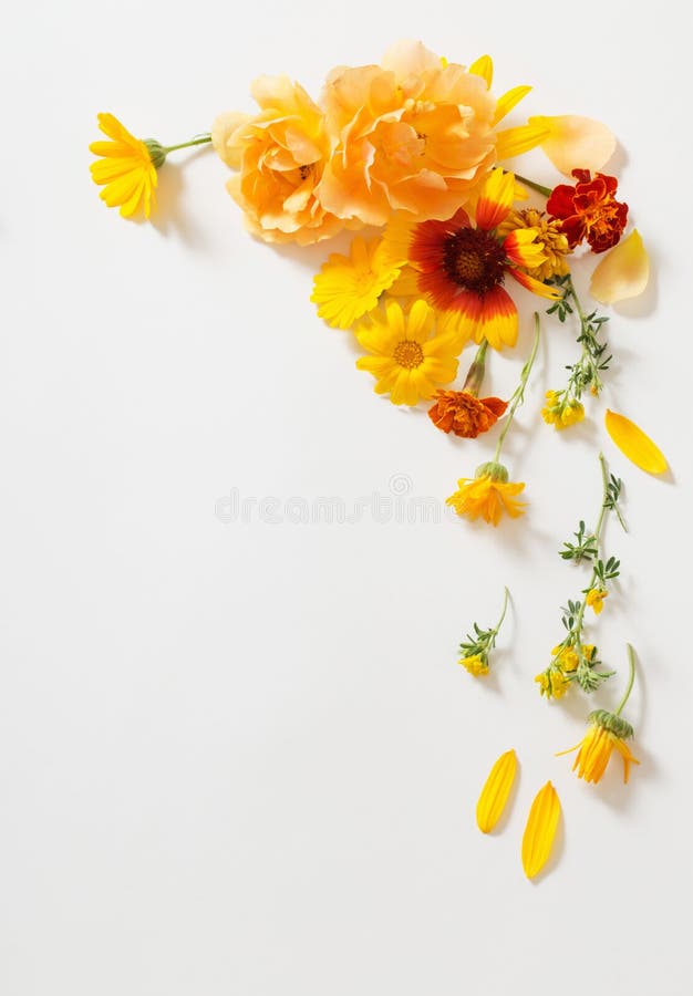 Yellow and Orange Flowers on White Background Stock Image - Image of fresh,  green: 136141605