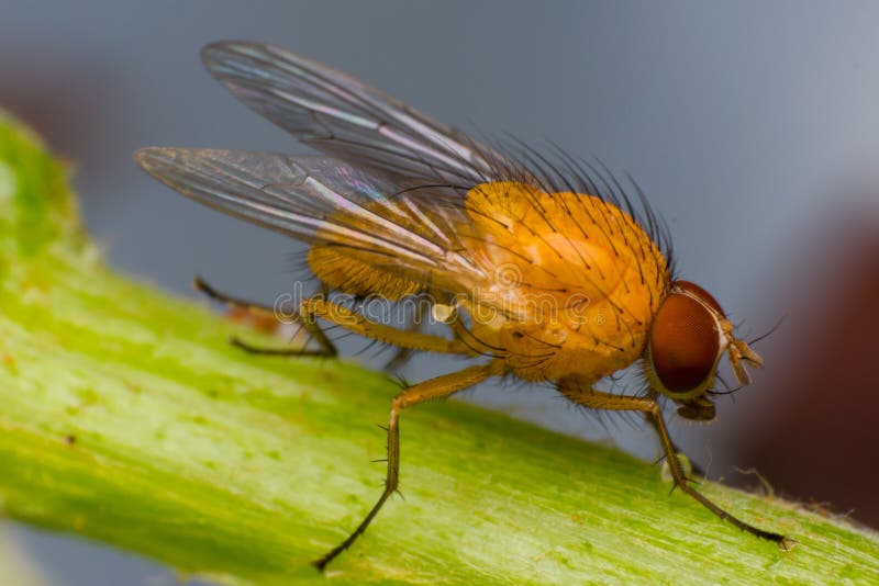 Yelloworange Fruit Fly with Big Orange Eyes, on Green Surface Stock