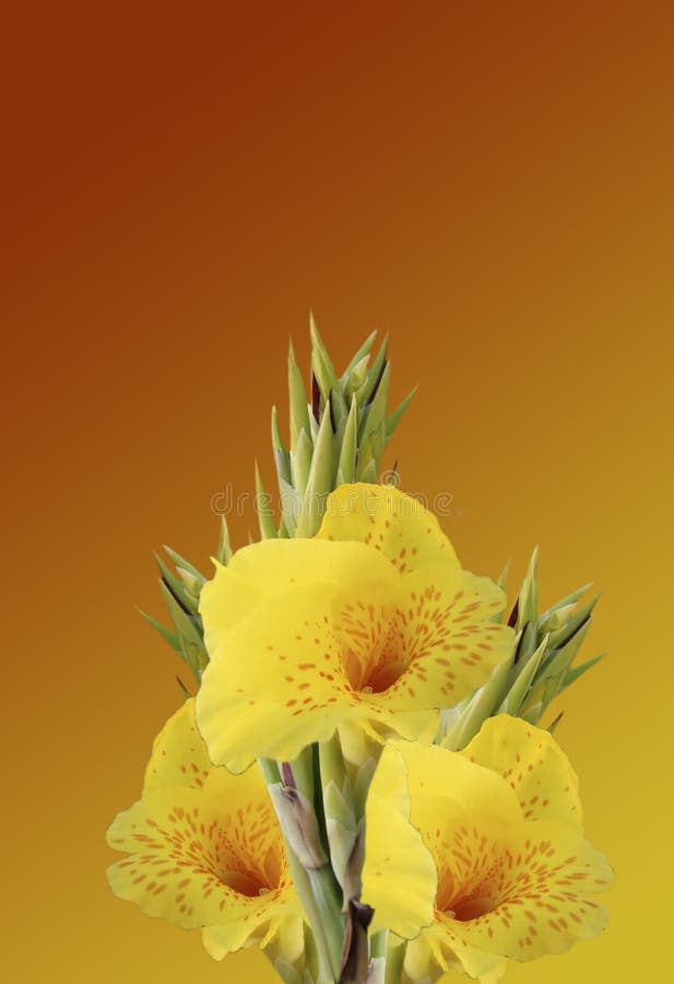 Yellow And Orange Horn Flowers Stock Image Image of yellow, boquet