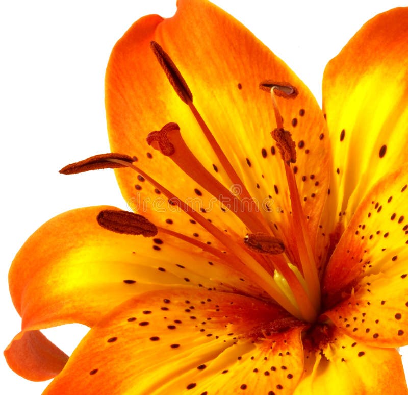 Yellow Orange Lily stock photo. Image of orange, summer 5630448