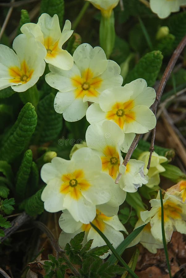 Yellow orange primrose with leaves stock photos Yellow orange primrose with leaves stock photos