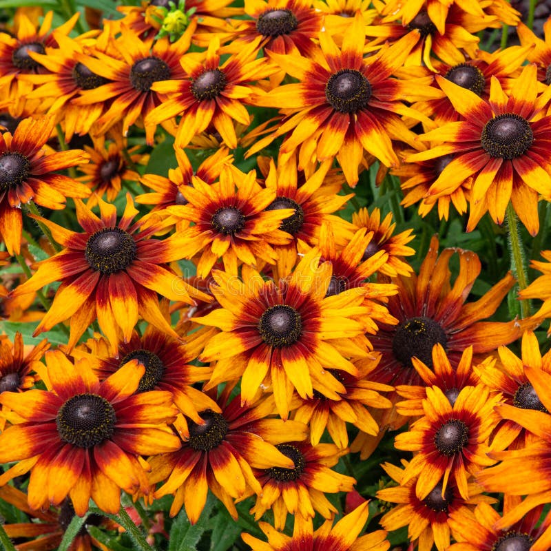 Yellow, orange and purple coneflower blooming in the garden stock photo Yellow, orange and purple coneflower blooming in the garden stock photo