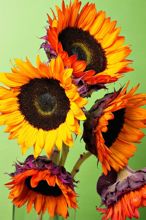 Yellow/orange sunflowers stock image. Image of blooming 1279185