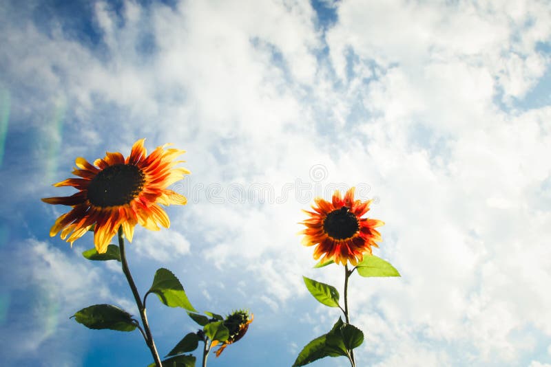 Yellow and orange sunflowers with green stalk against a sunny blue sky with clouds and lens flare during Spring and Summer.