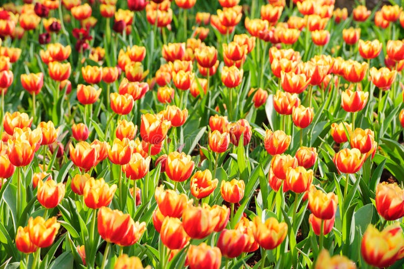 Yellow orange tulips stock photo. Image of flower, pretty 36095658