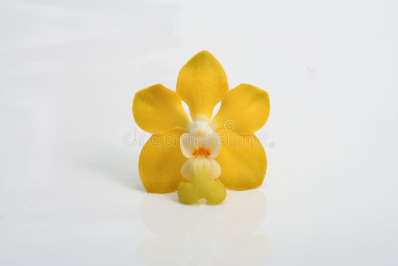 Yellow orchid