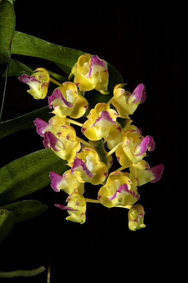 Yellow orchid