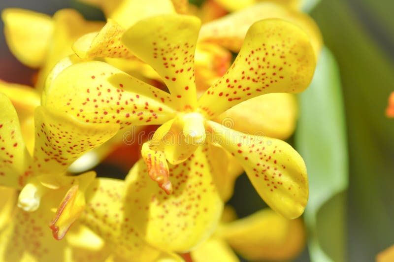 Yellow orchid flower or Aerides flabellata Rolfe ex Downie