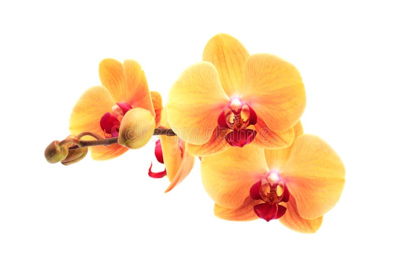 Yellow Orchid