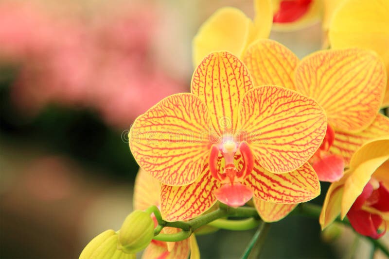 Yellow Orchid