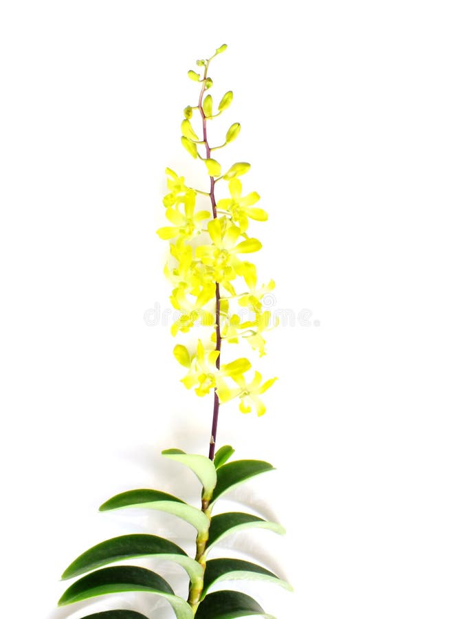 Yellow Orchid Flower Bud Isolated on White Background Stock Image