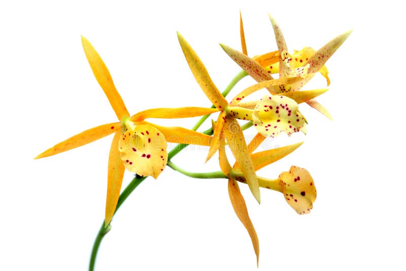 Yellow orchid isolated on white