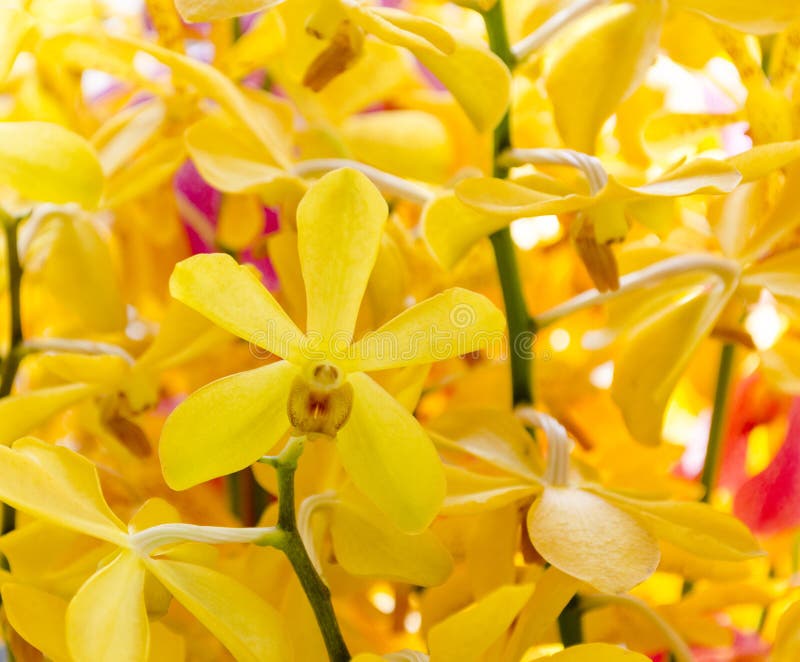 Oncidium Yellow Brown Orchid Flower Stock Image Image of flora