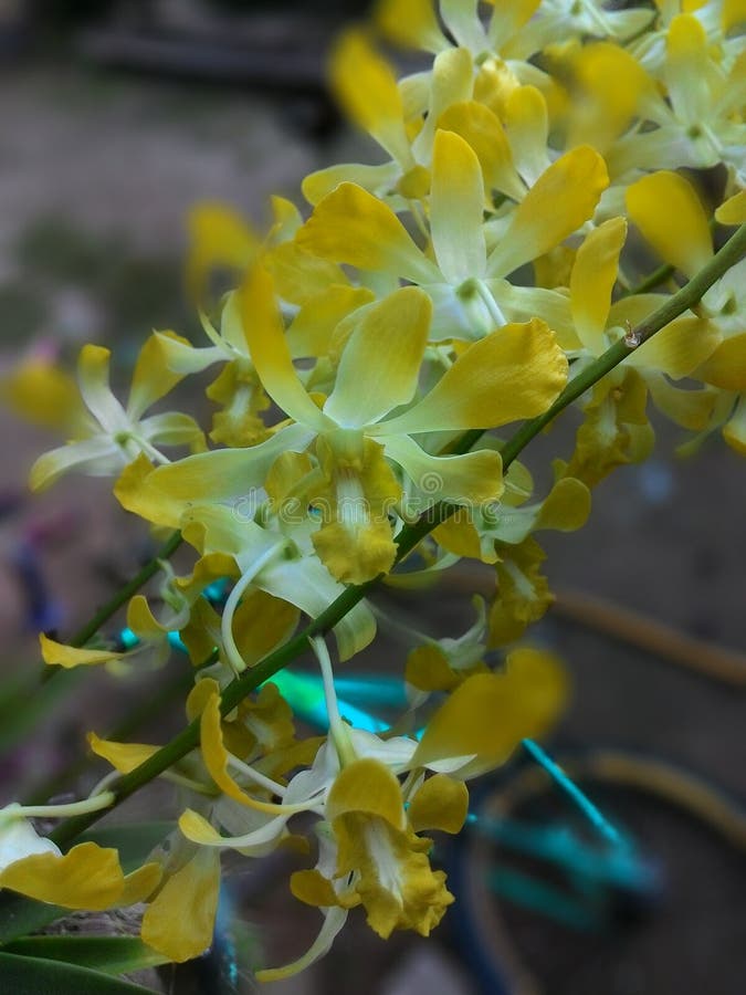 Fantastis 20 Background Bunga Orkid  Koleksi Bunga  HD