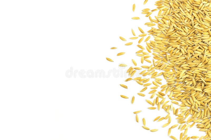 Yellow paddy jasmine rice stock photo. Image of asian 50921564