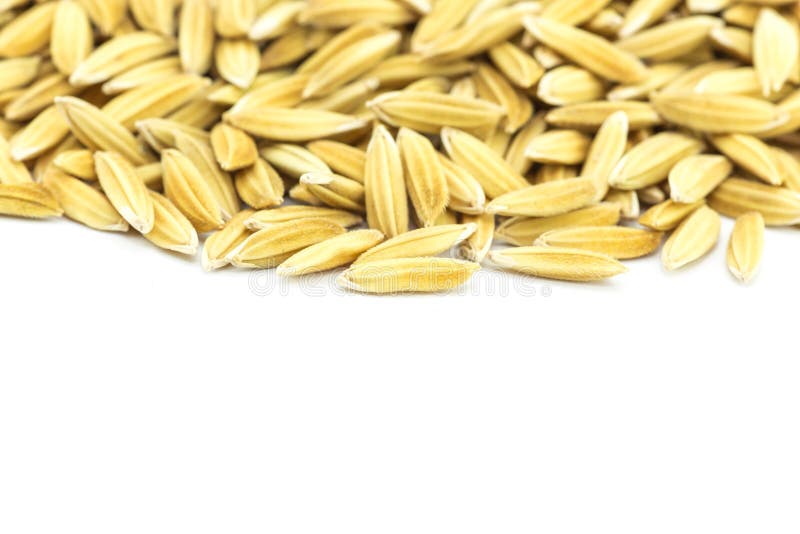 Yellow paddy jasmine rice stock photo. Image of macro 50921772