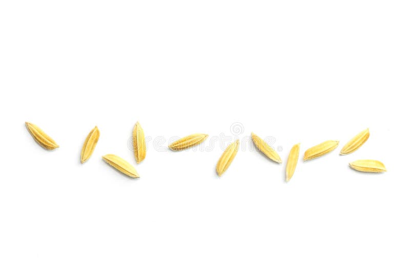 Yellow paddy jasmine rice stock image. Image of rice 50921791