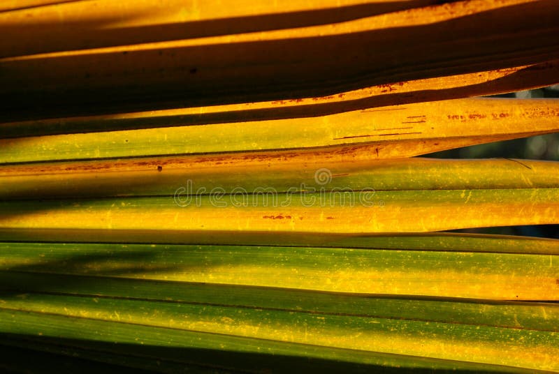 Yellow palm tree leafs in the