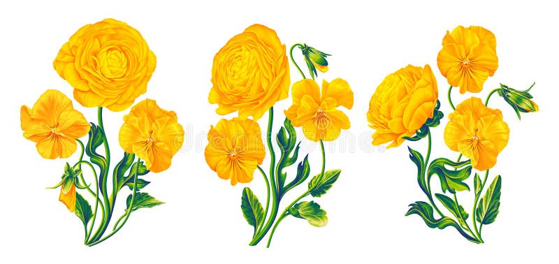 Viola Cornuta Stock Illustrations 33 Viola Cornuta Stock