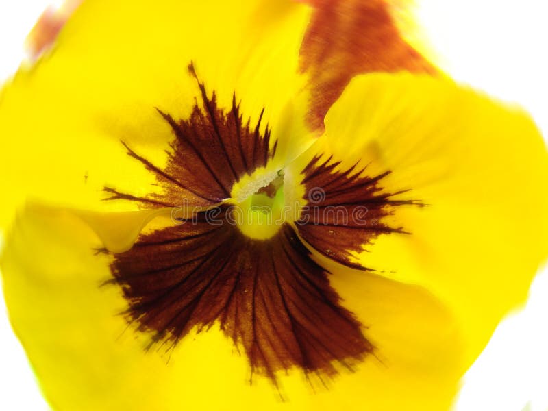 Yellow Pansy stock photo. Image of flower, pansy, fauna 14002824
