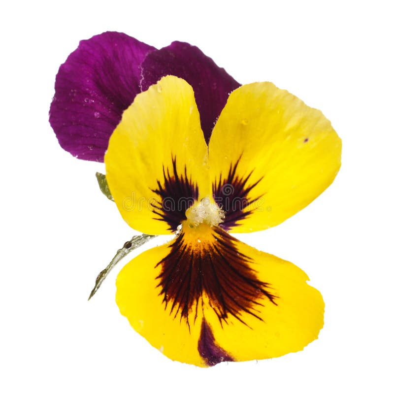 Pansy stock image. Image of colored, autumn, flowers - 38071229