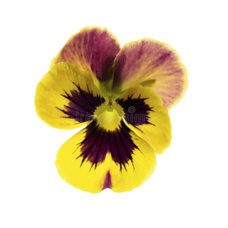 Yellow Pansy Flower Blossom Isolated On White Background Stock Photo ...