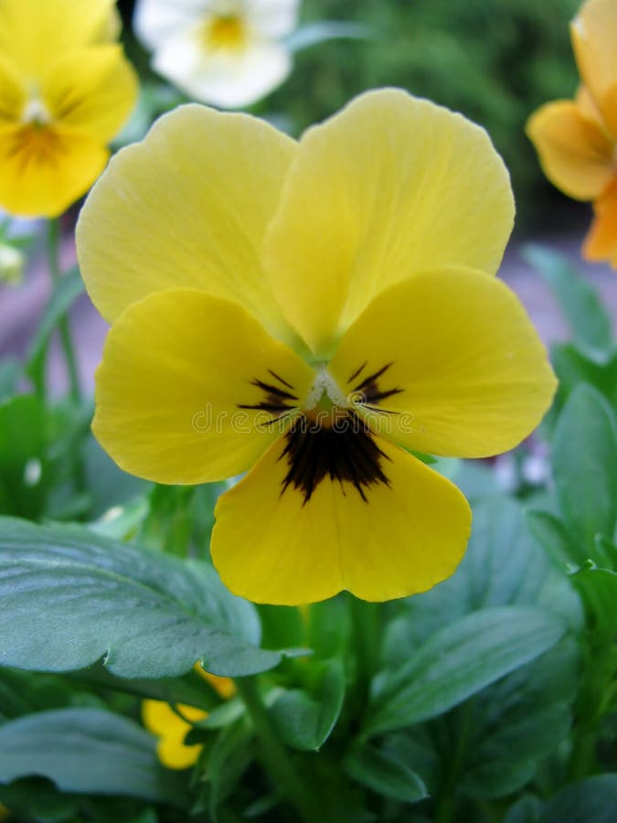 Yellow Pansy Flower in Garden Stock Image - Image of blooming, march ...