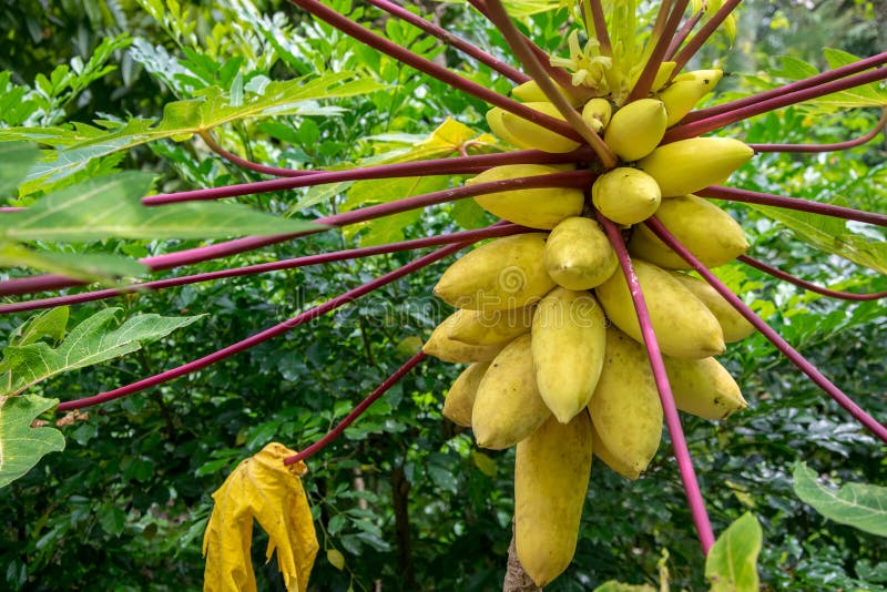 Yellow papaya stock image. Image of health, grow, gardening 89997293