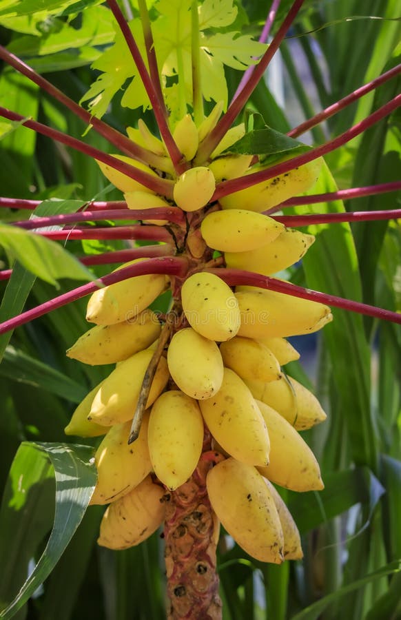 Yellow Papaya, Or Paw Paw, Carica Papaya. Fruits Hanging On Tree, Stock