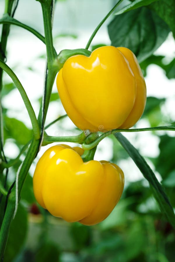 Yellow paprika stock image. Image of agricultural, pepper 22674857