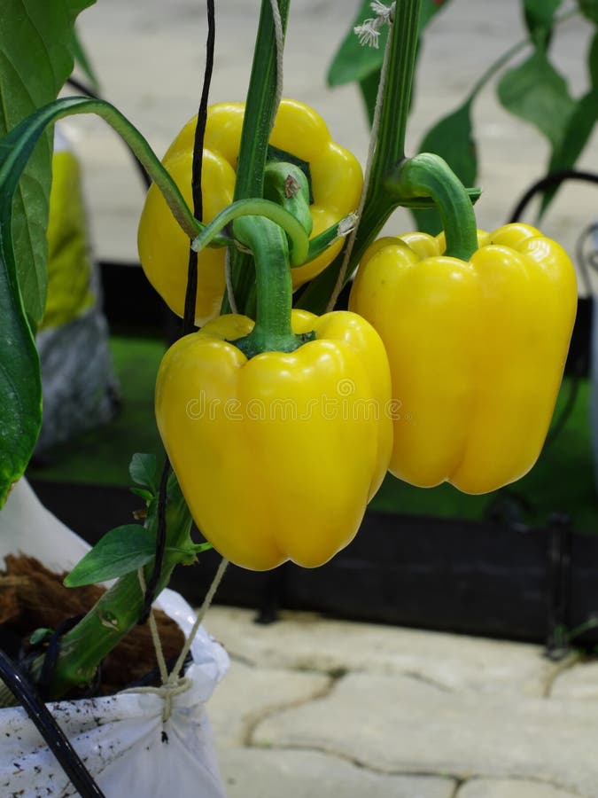Yellow paprika stock image. Image of plant, crop, ripe 22686327