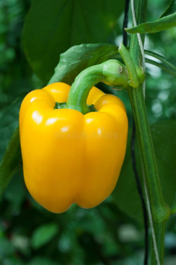 Yellow paprika stock image. Image of agricultural, pepper 22674857