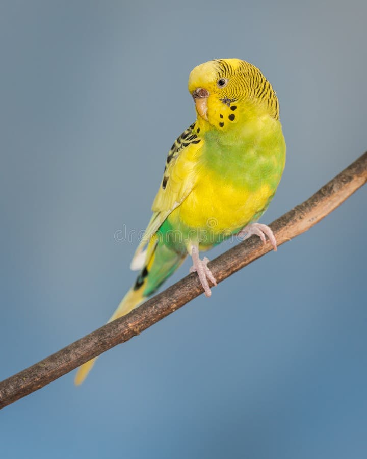Yellow parakeet stock image. Image of brown, looking 70348913