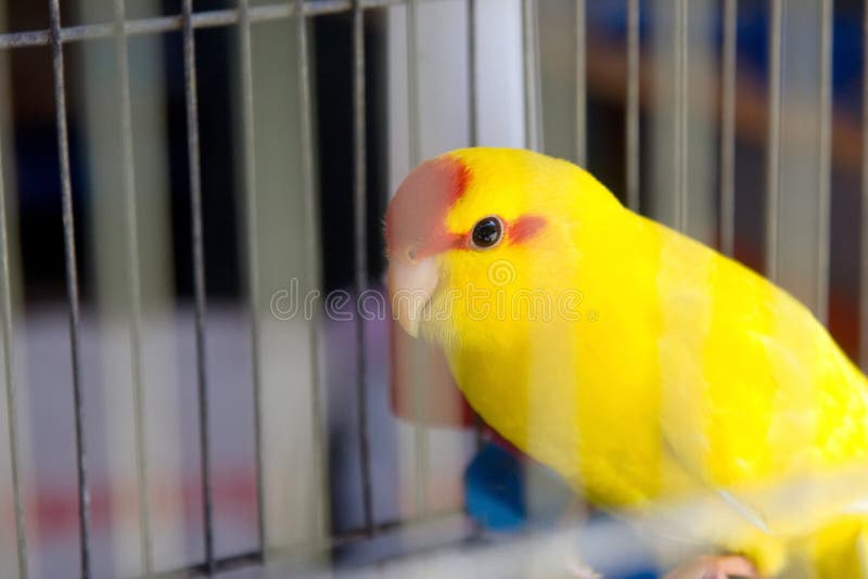 Yellow parrot