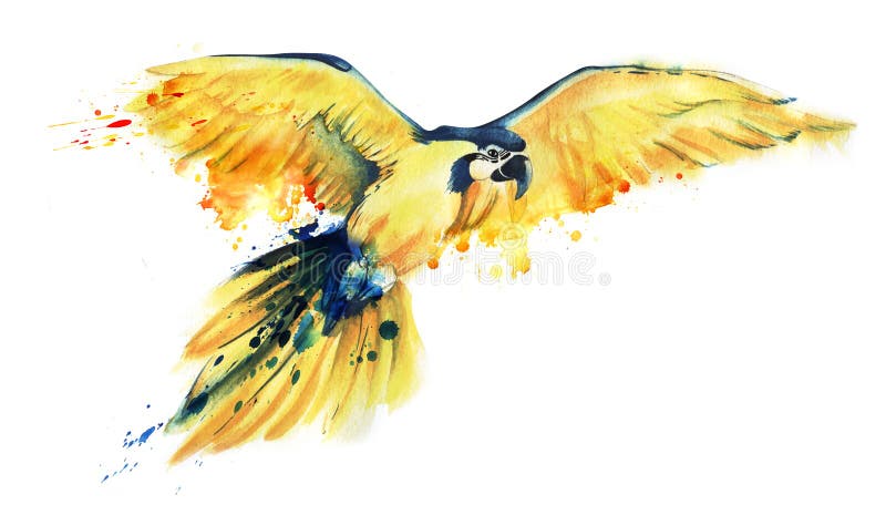 The yellow parrot Ara flies spreading its wide wings. Yellow with a blue parrot. Big parrot. Art watercolor illustration of a