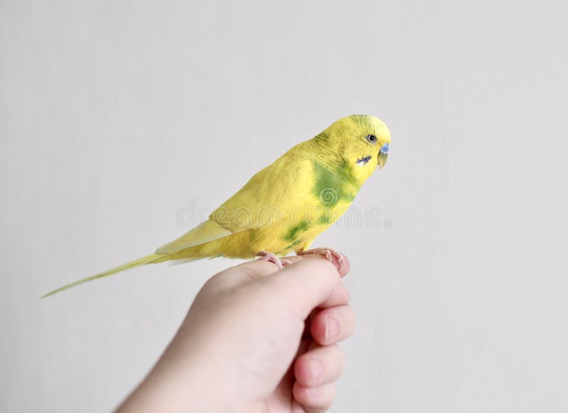 The Parrot Bird is a Yellow Pet Sitting on the Arm Stock Image Image