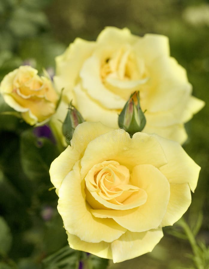 Yellow Pastell Coloured Rose. Stock Photo Image of delicate, blossom