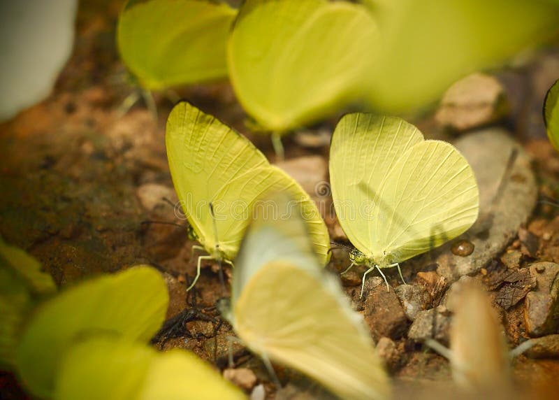 Yellow Pattern Wing with Antenna Butterfly Perched on Ground Stock