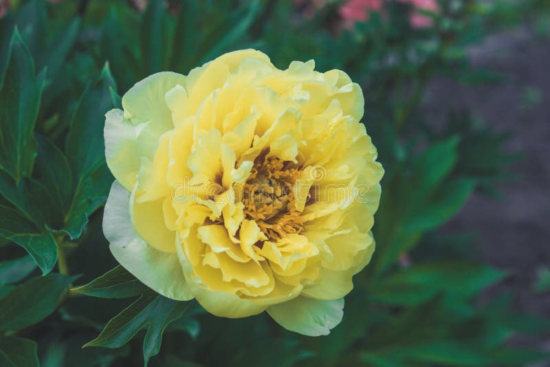 Yellow Peony Blossoming in the Garden Stock Photo Image of yellow
